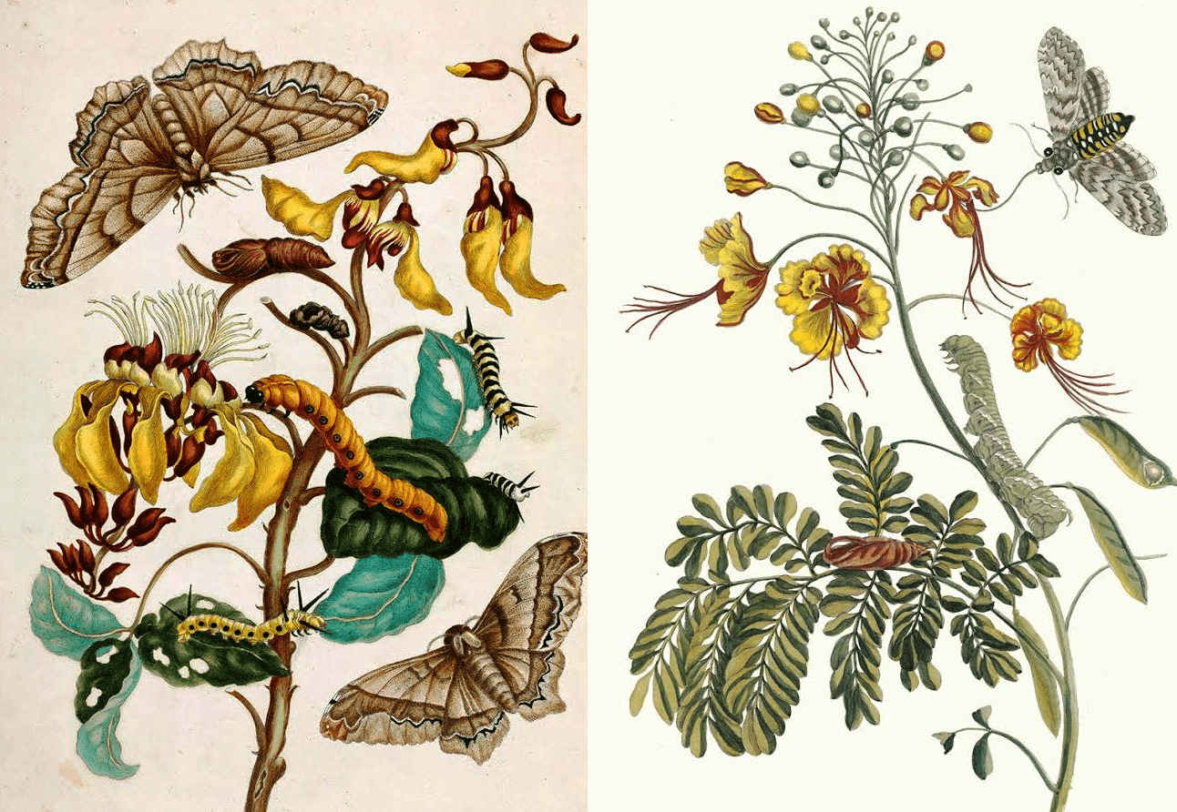 https://www.ideostrovilos.gr/images/blog/antropon-erga/Science/Merian_3.png