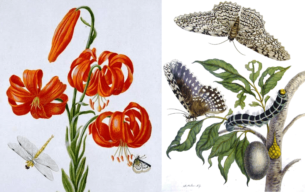 https://www.ideostrovilos.gr/images/blog/antropon-erga/Science/Merian__2.png