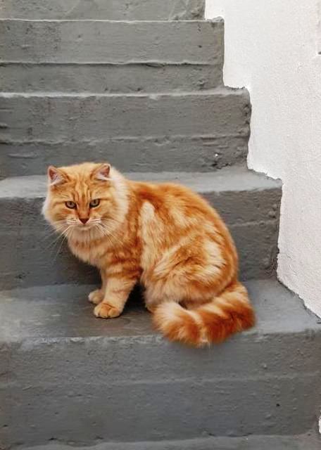 Η κίτρινη ψιψίνα