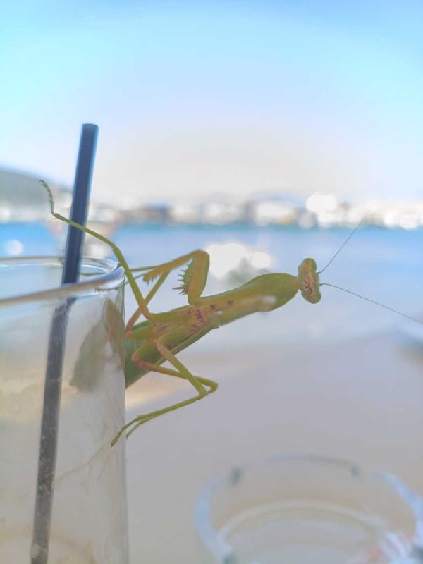 mantis religiosa (photo credit @marlykon) mantis religiosa (photo credit @marlykon)