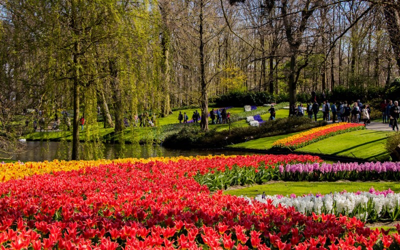Keukenhof garden- Amsterdam Κήποι ανθισμένοι παραδεισένιοι