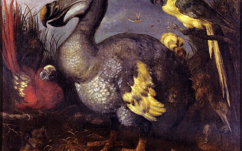 One of the most famous and often-copied paintings of a Dodo specimen, as painted by Roelant Savery in the late 1620s. The image came into the possession of the ornithologist George Edwards, who later gave it to the British Museum, hence the name. Η αλληγορία του ντόντο