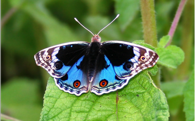 junonia orithya Τί ωραίες πεταλούδες!