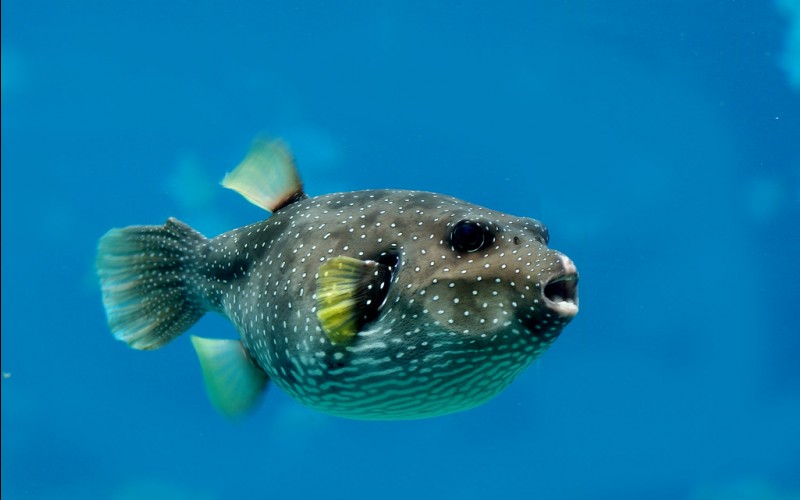 Pufferfish 10 θανατηφόρα ζώα που χωράνε σε ένα κουτάκι